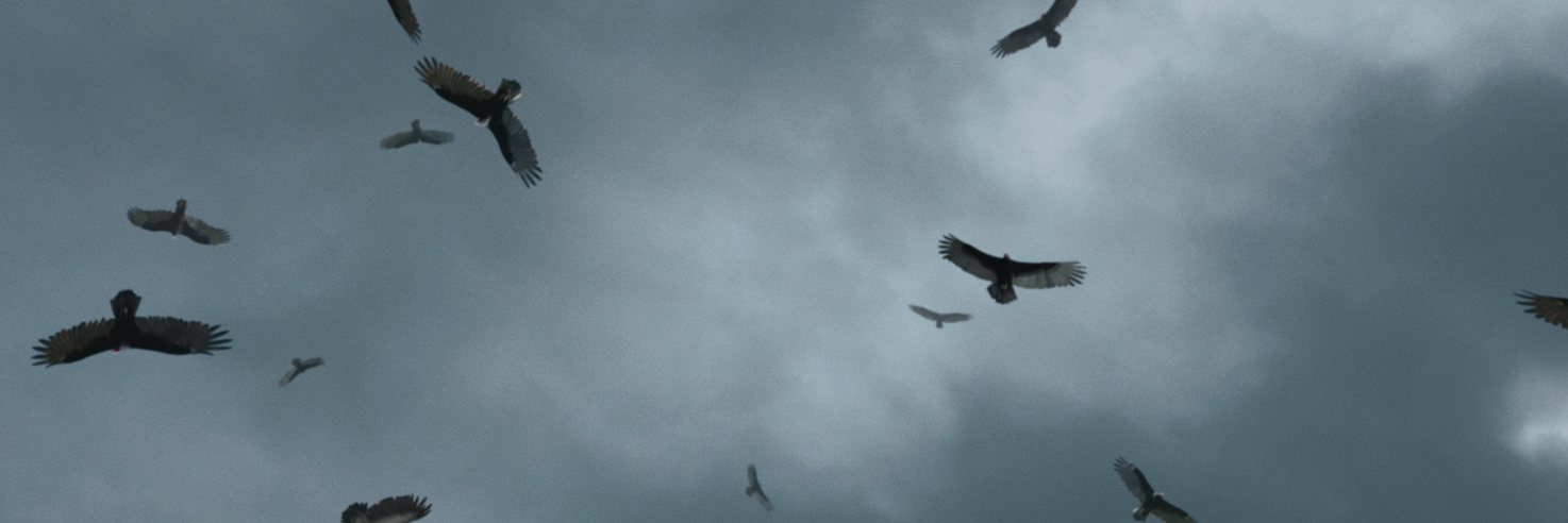 WILD BEASTS — 10