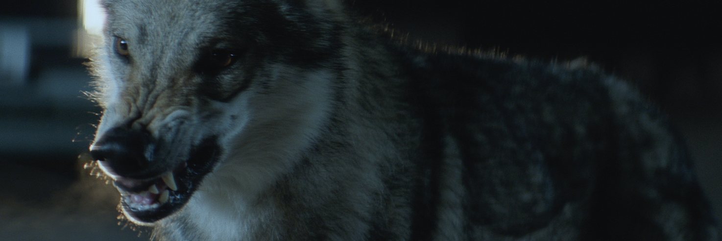 WILD BEASTS — 14